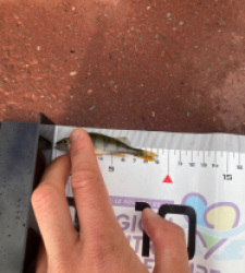 photo prise 51663 par Saussaye TIMEO