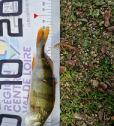 photo prise 51666 par pinponmusiat