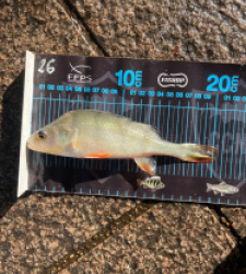 photo prise 51677 par Joris Pougin