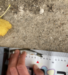 photo prise 51696 par Saussaye TIMEO