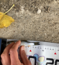 photo prise 51701 par Saussaye TIMEO