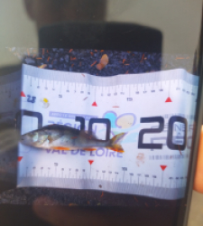 photo prise 51706 par fandepeche41