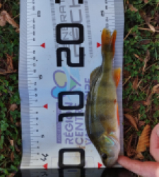 photo prise 51710 par gouin.fabrice