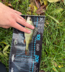 photo prise 51724 par ANTOINE DUBUC