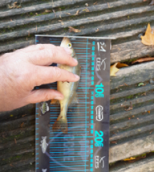 photo prise 51738 par JEAN RENE DENNETIERE