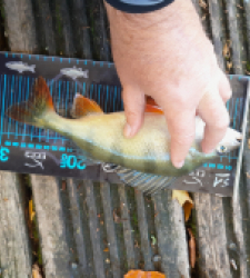 photo prise 51739 par JEAN RENE DENNETIERE