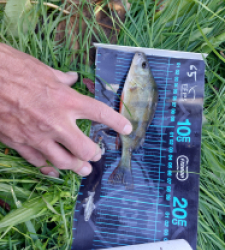 photo prise 51744 par Guizinzin 