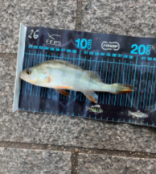 photo prise 51747 par Joris Pougin