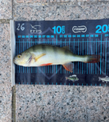 photo prise 51748 par Joris Pougin