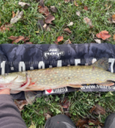 photo prise 51768 par Rimshot12