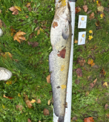 photo prise 52084 par 