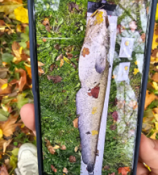 photo prise 52092 par simonrullier8