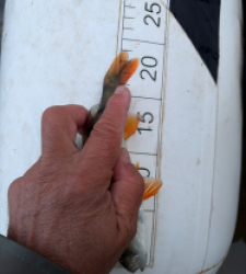 photo prise 52151 par Rimshot12