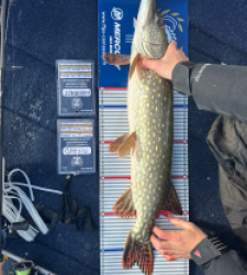 photo prise 52156 par Bigpikelures 