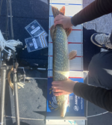 photo prise 52170 par Bigpikelures 