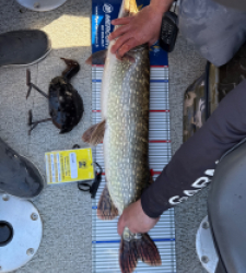 photo prise 52175 par William