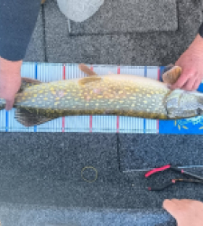 photo prise 52206 par Anthonybondurri