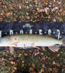 photo prise 52261 par Rimshot12