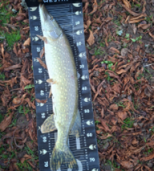 photo prise 52262 par Lamarte12