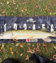 photo prise 52269 par Rimshot12