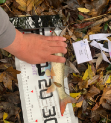 photo prise 52292 par Guillaumedeuss