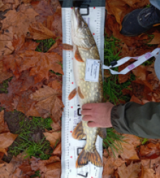 photo prise 52294 par 