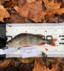 photo prise 52310 par Laguiche18