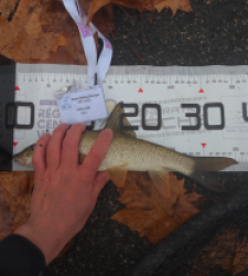 photo prise 52337 par julo_vido