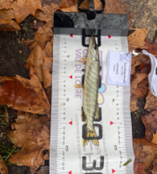 photo prise 52356 par matheochevrier1410