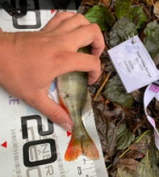 photo prise 52360 par Guillaumedeuss