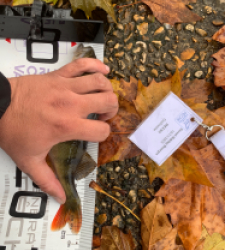 photo prise 52378 par Guillaumedeuss