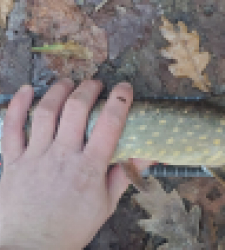 photo prise 52389 par Quentin 87