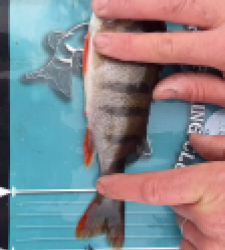 photo prise 52498 par Gurvan