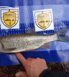 photo prise 52507 par Flap Flap