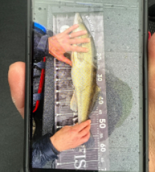 photo prise 52511 par Sylvain birault