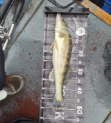 photo prise 52516 par loic