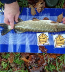 photo prise 52519 par Tarpo