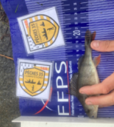 photo prise 52520 par Saussaye TIMEO