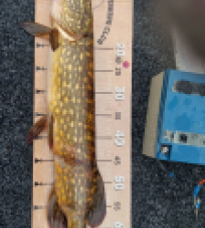 photo prise 52541 par riper19@live.fr