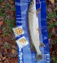 photo prise 52558 par philippe 35