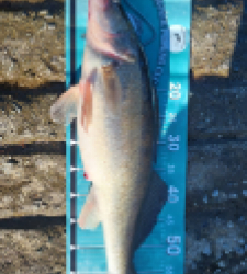 photo prise 52618 par riper19@live.fr