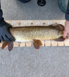 photo prise 52630 par Thierry L