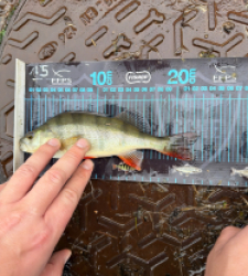 photo prise 52667 par Crazy Fish