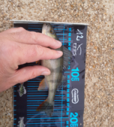 photo prise 52670 par JEAN RENE DENNETIERE