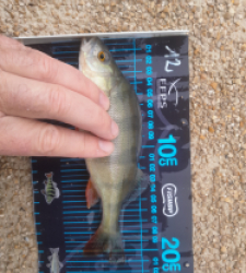 photo prise 52676 par JEAN RENE DENNETIERE