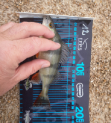 photo prise 52682 par JEAN RENE DENNETIERE