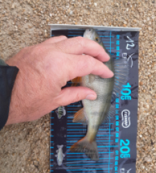 photo prise 52684 par JEAN RENE DENNETIERE