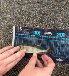 photo prise 52719 par Crazy Fish