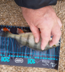 photo prise 52729 par JEAN RENE DENNETIERE