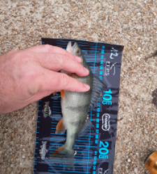 photo prise 52743 par JEAN RENE DENNETIERE